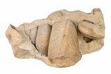 Ordovician Gastropod (Clathrospira) Fossil - Wisconsin #203663-1